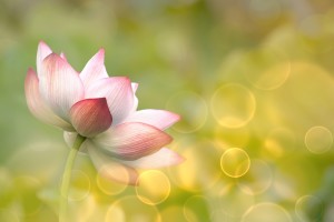 bigstock-Lotus-flowers-in-garden-under-41871190-300x200
